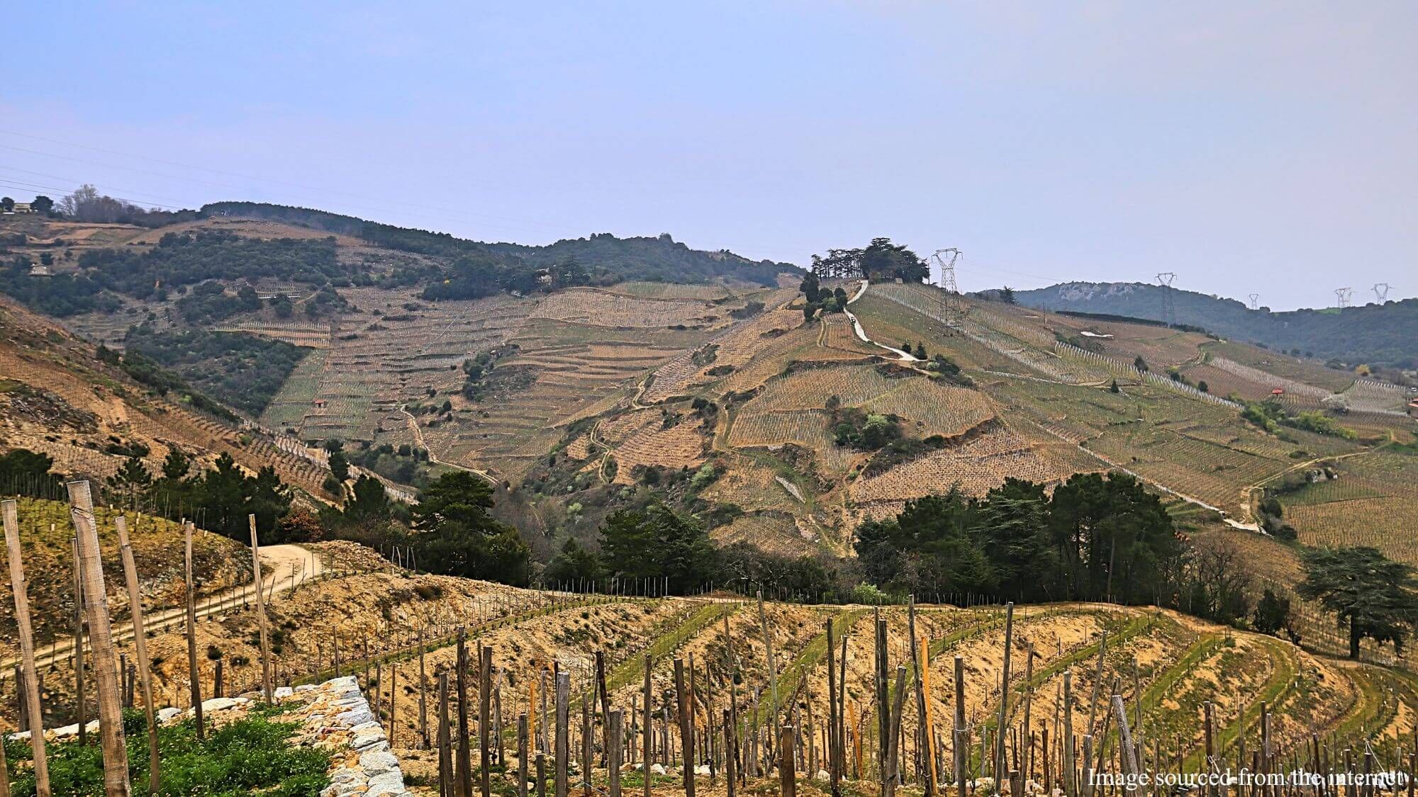 AMA Tasting Notes-Domaine Auguste Clape (2013-2021) - Alexandre MA