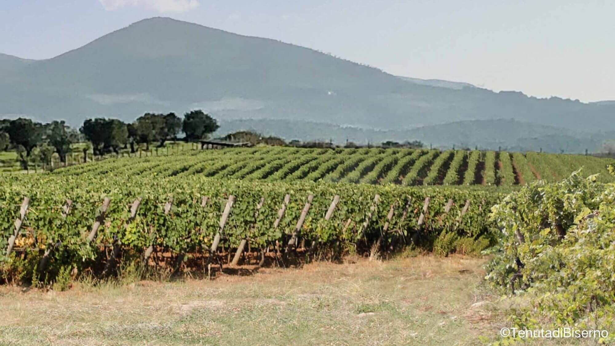 AMA Tasting Notes-Tenuta di Biserno (2008-2023) - Alexandre MA