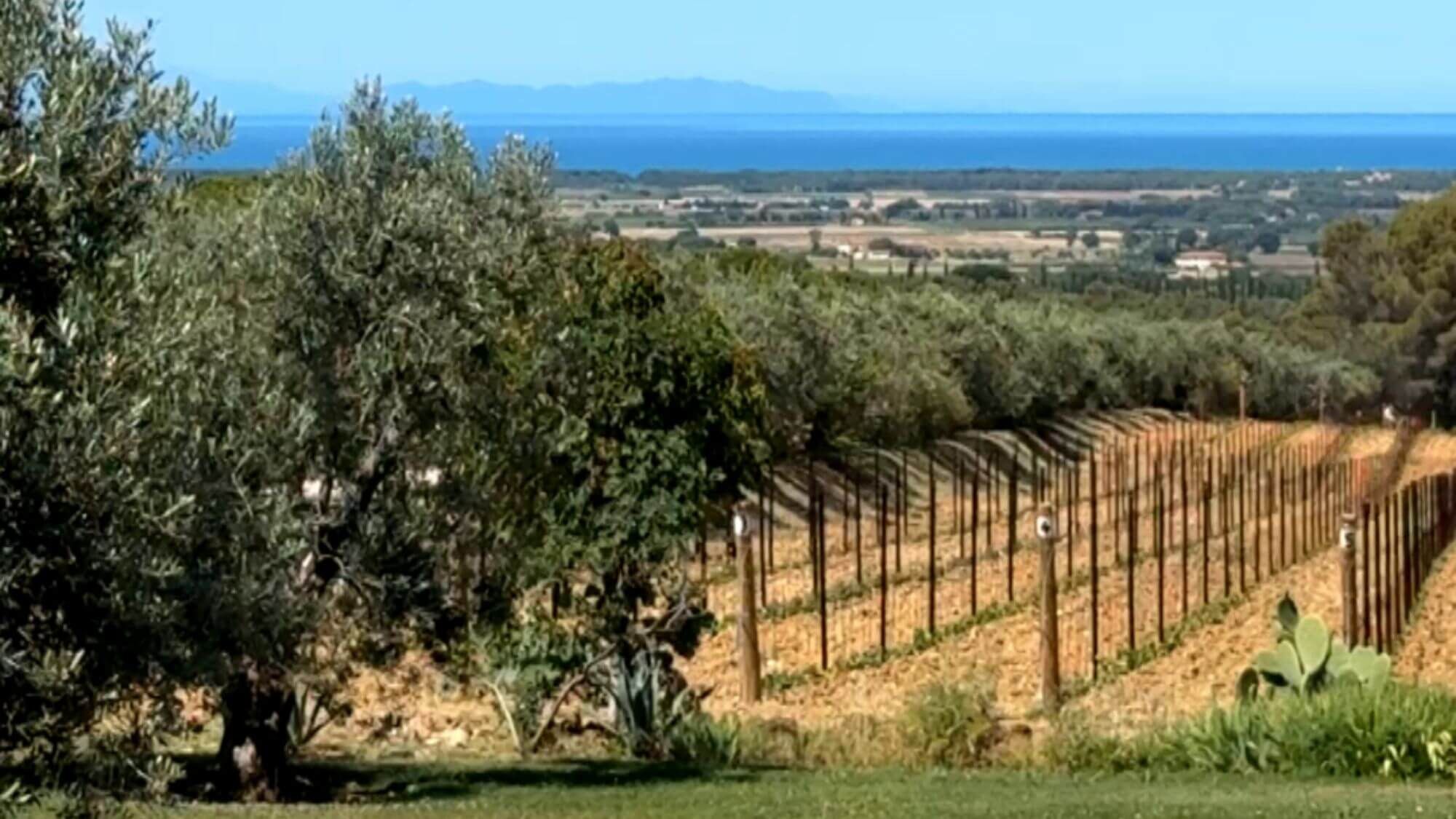 AMA Tasting Notes-Tenuta di Biserno (2008-2023) - Alexandre MA