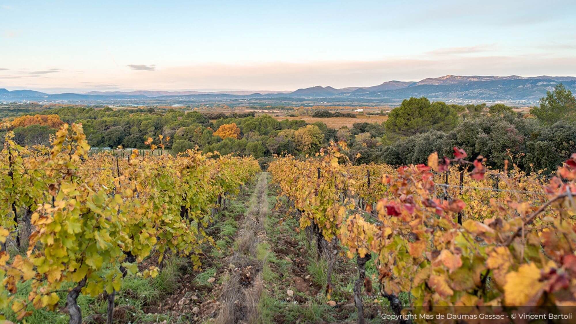 AMA Tasting Note-Mas de Daumas Gassac (1988-2024) - Alexandre MA
