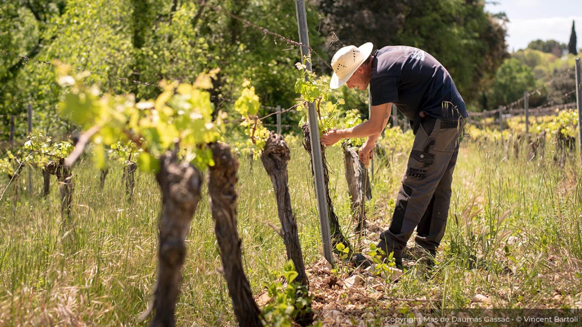 AMA Tasting Note-Mas de Daumas Gassac (1988-2024) - Alexandre MA