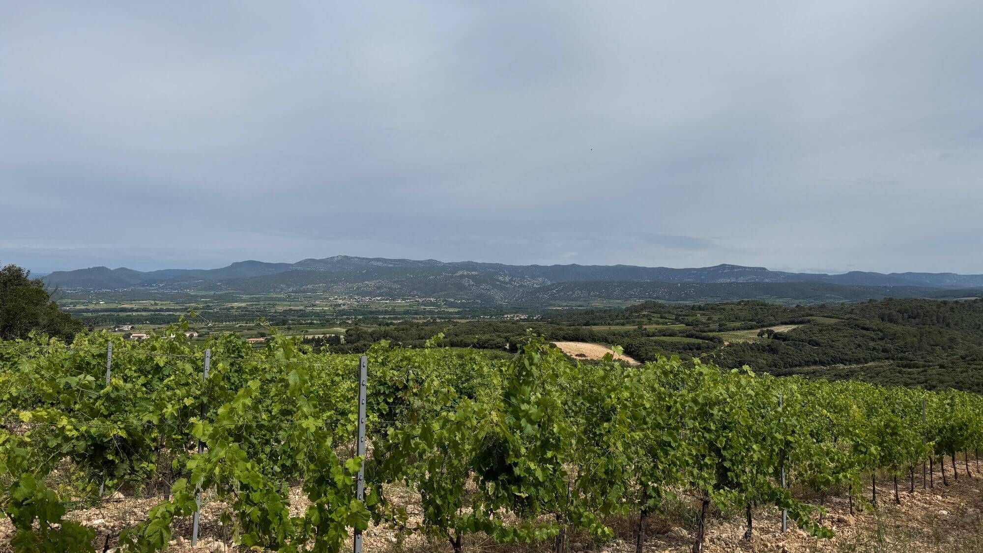 AMA Tasting Note-Mas de Daumas Gassac (1988-2024) - Alexandre MA