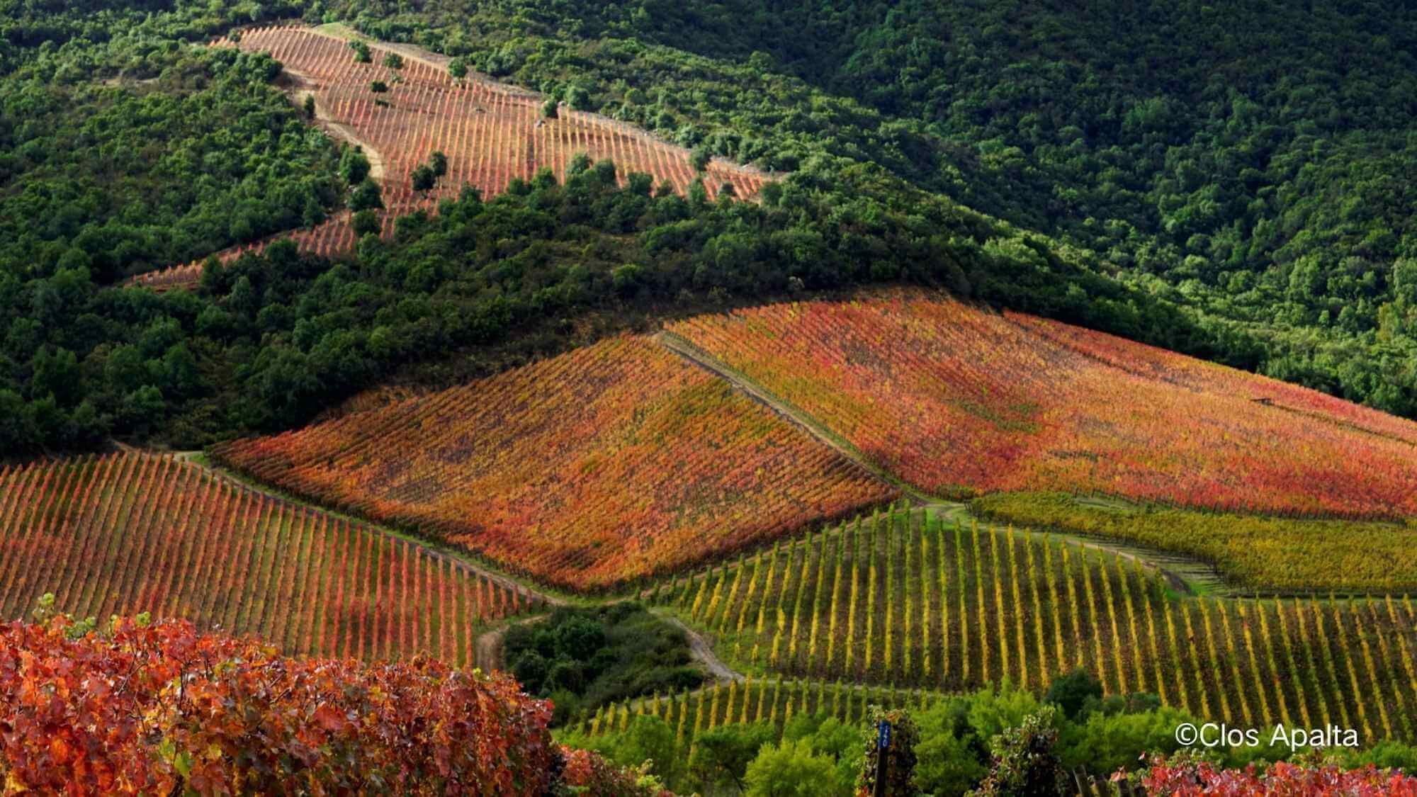 AMA Tasting Note-Clos Apalta(1999-2023) - Alexandre MA