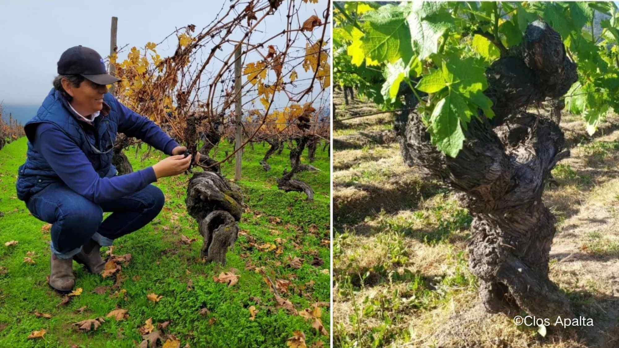 AMA Tasting Note-Clos Apalta(1999-2023) - Alexandre MA