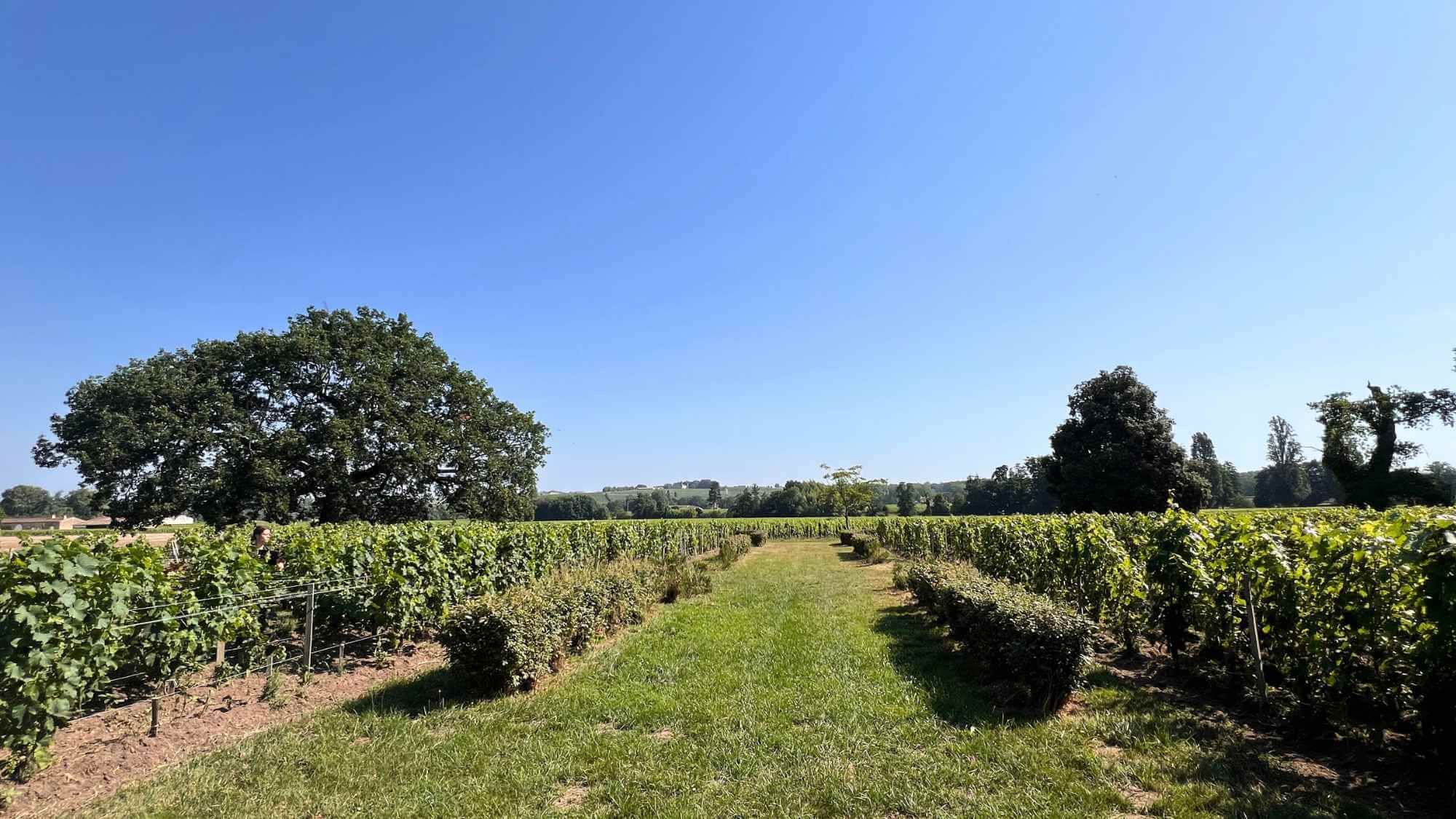 AMA Tasting Note-Château Dassault (2010-2023) - Alexandre MA