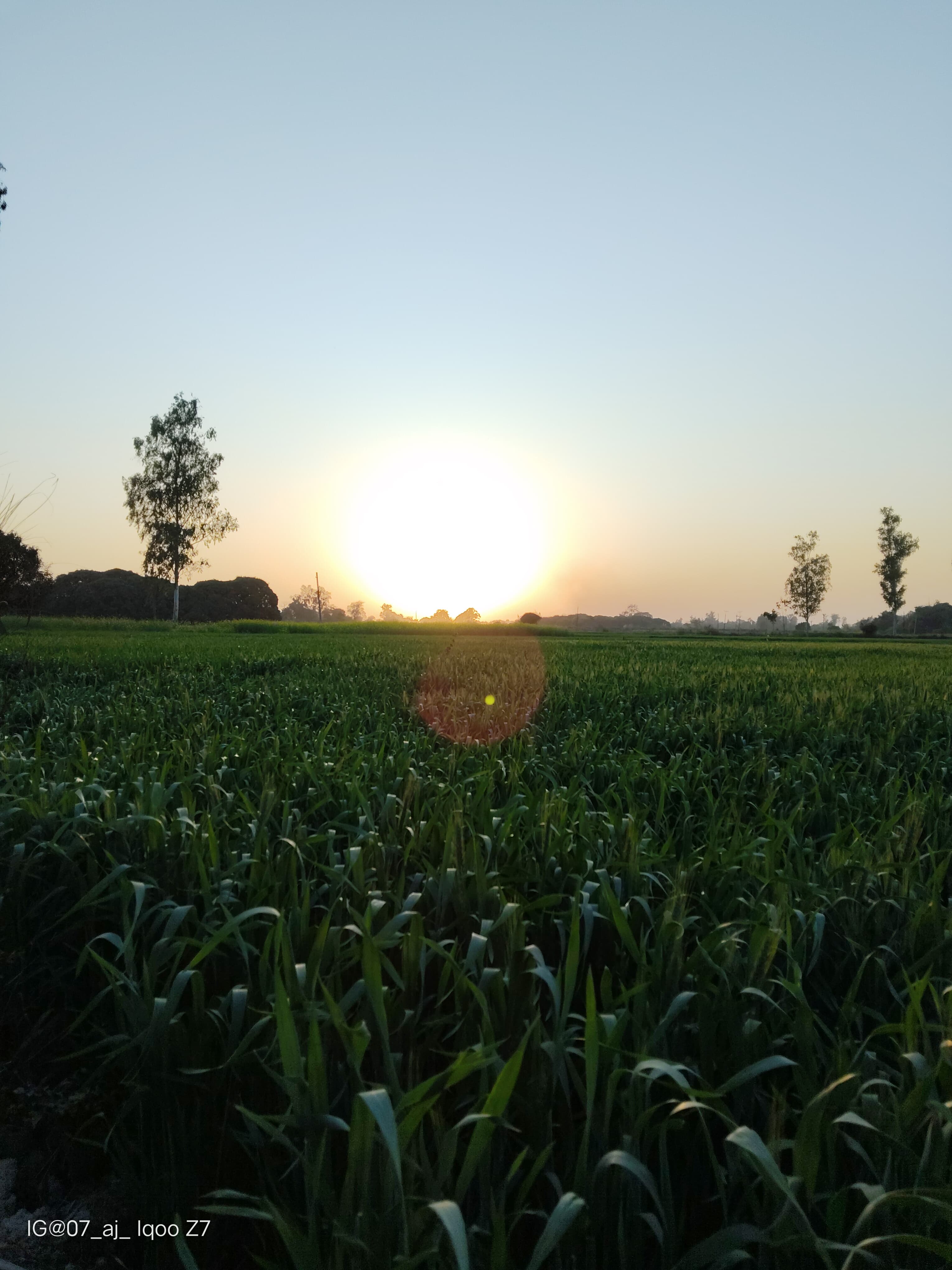 Wheat Crop
