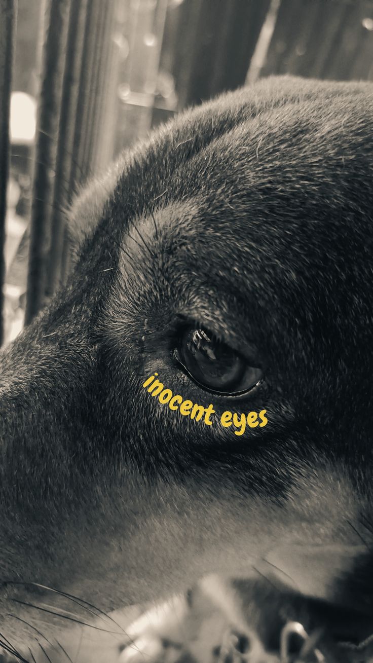 Innocent eyes dog