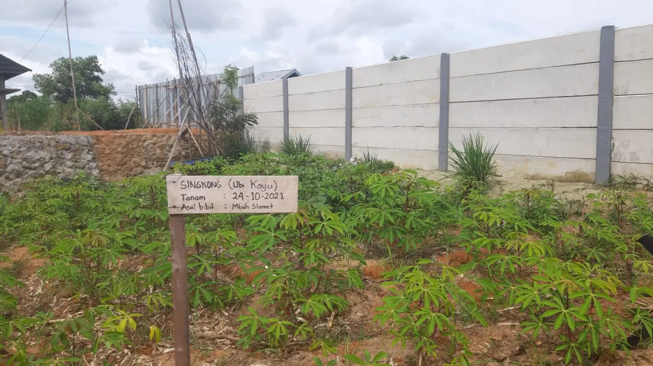 Kebun singkong