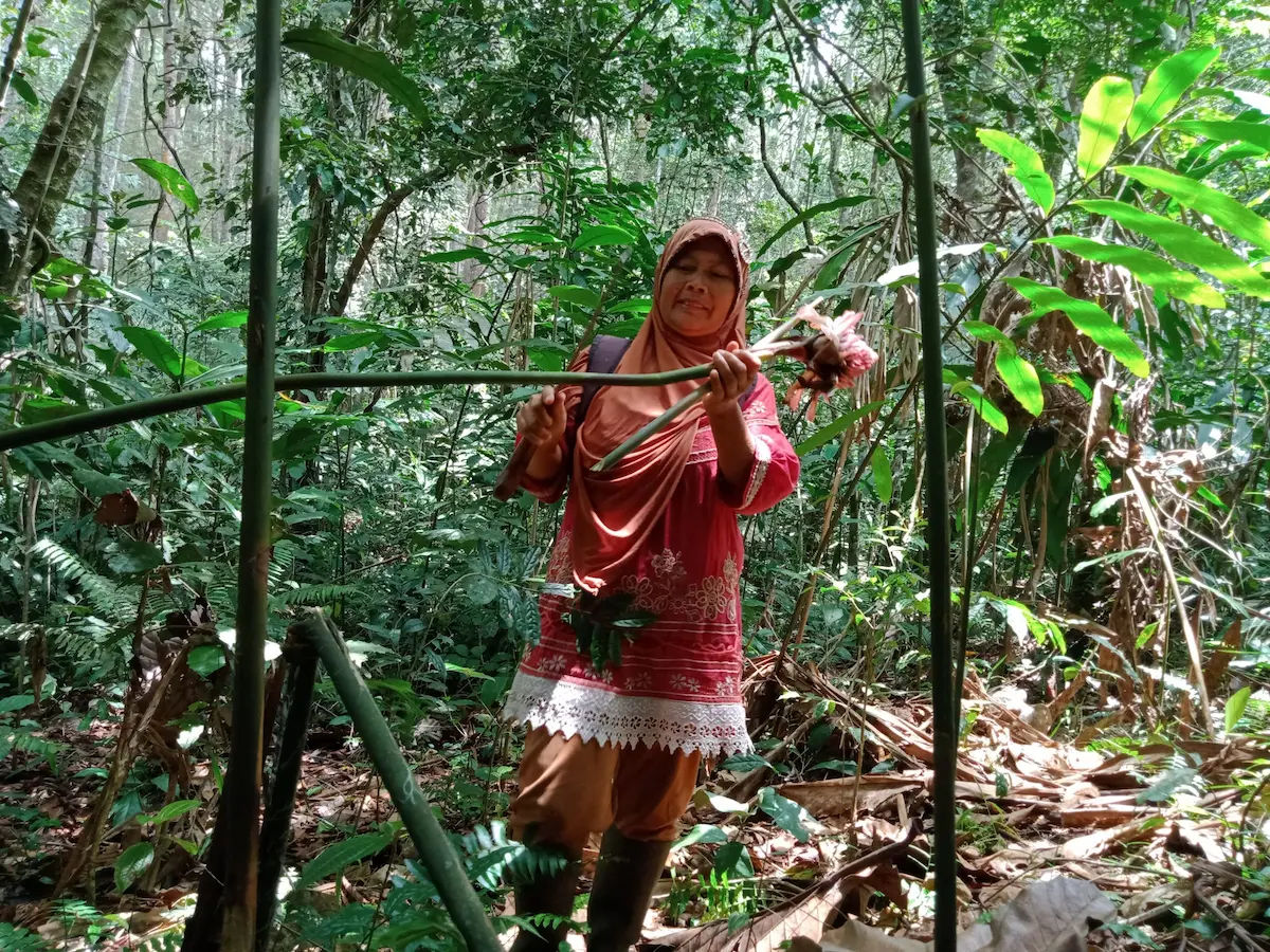 Rita Wati saat memetik buah kecombrang