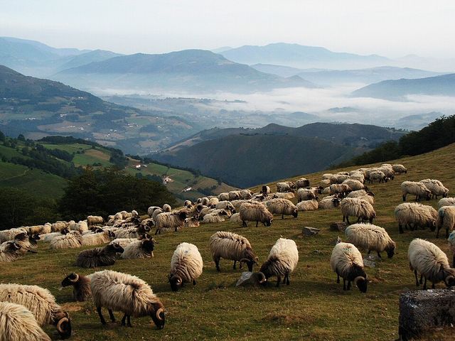 Buru Beltza