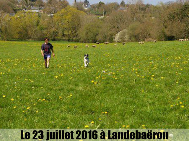Ferme  en brebis laitière