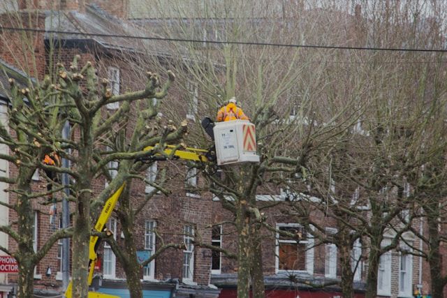 FAQS about Tree Removal Service Services in Latham, NY
