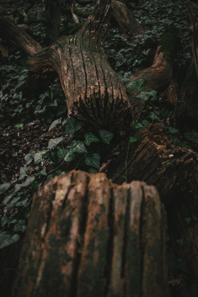 Tree Trimming & Pruning in Latham, NY