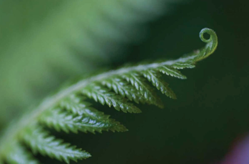 Fern Detail I by Erin Berzel