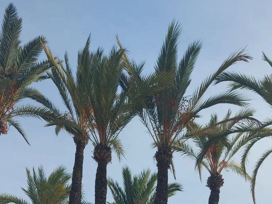 Brazen Benidorm