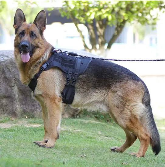 Heavy Duty Dog Chester Imported image 2