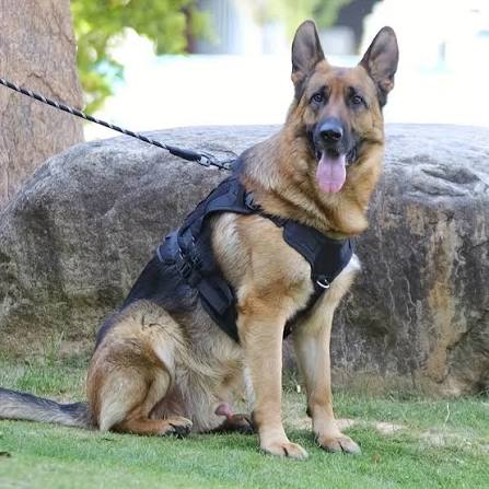 Heavy Duty Dog Chester Imported image 3