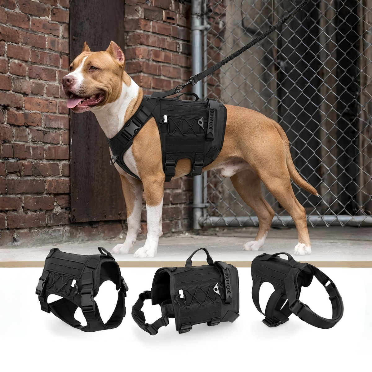 Heavy Duty Dog Chester Imported