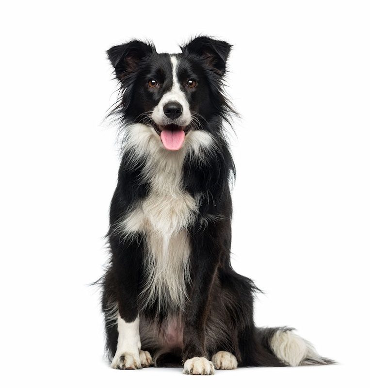 Jenis Anjing Border Collie