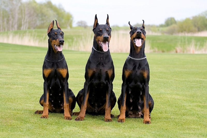 Jenis Anjing Doberman