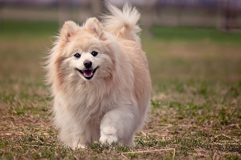 Jenis Anjing Pomeranian