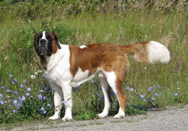 Jenis Anjing Saint Bernard