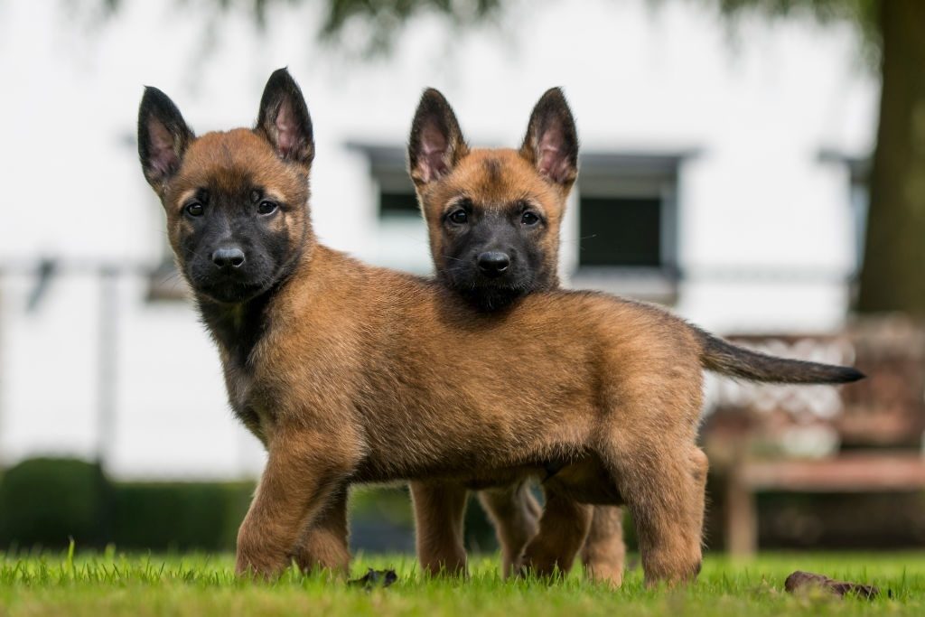 Anak Anjing Belgian Malinois