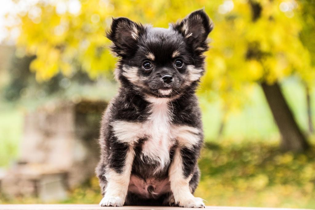 Anak Anjing Chihuahua