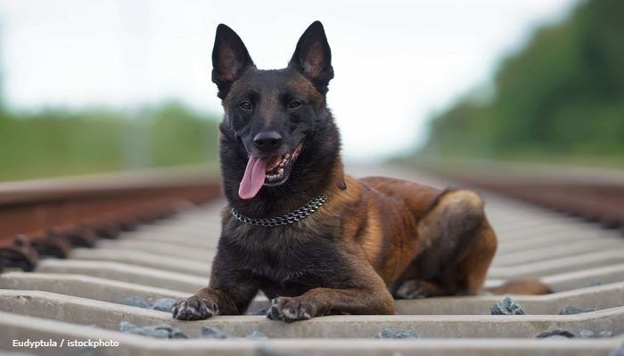 Anjing Belgian Malinois