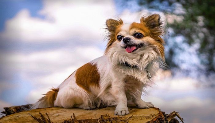 Anjing Chihuahua
