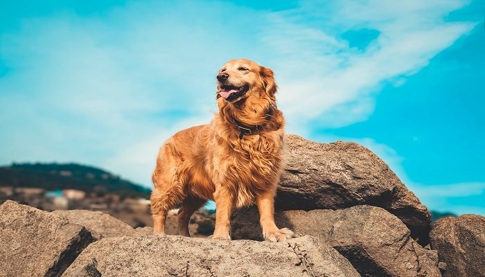 Anjing Golden Retriever