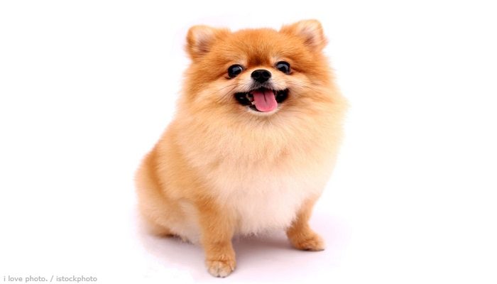 Ansættelse Hofte sværd Informasi Ras Anjing Mini Pom » AnjingPedia