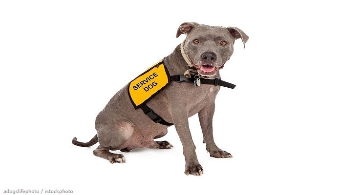 Anjing Pitbull
