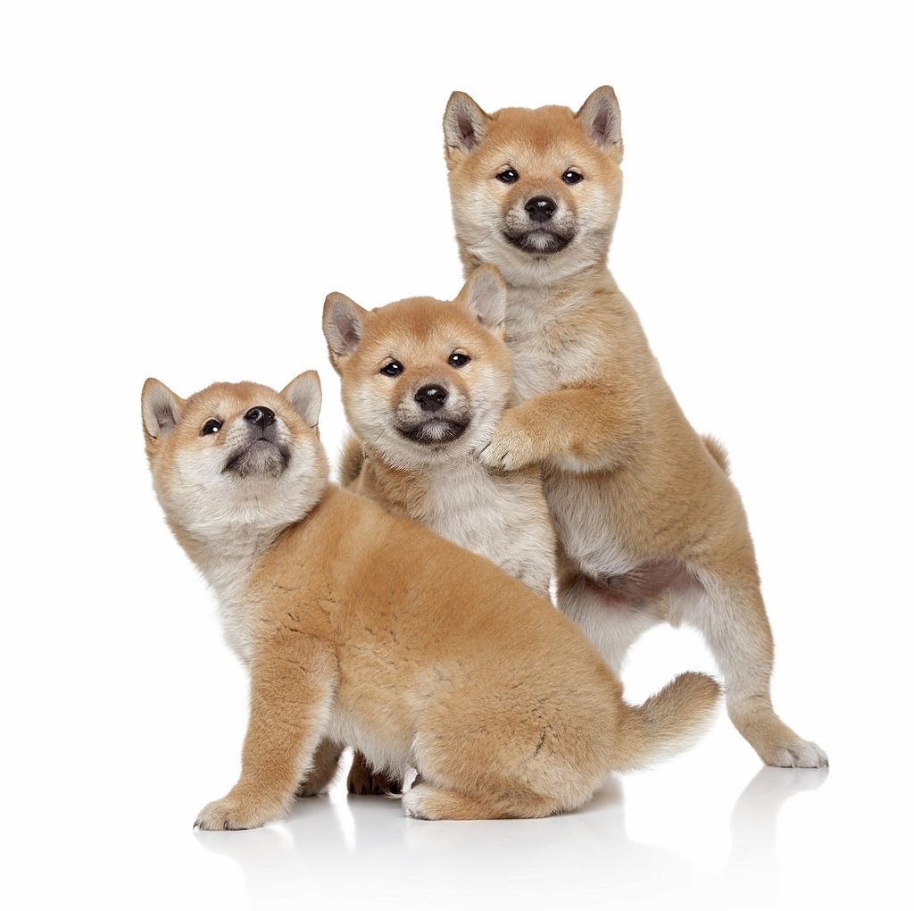 Cara Merawat Anjing Shiba Inu