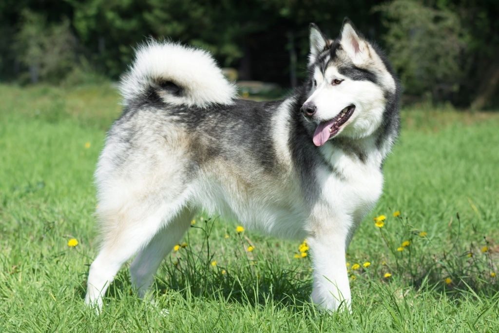 Ciri-ciri Anjing Alaskan Malamute