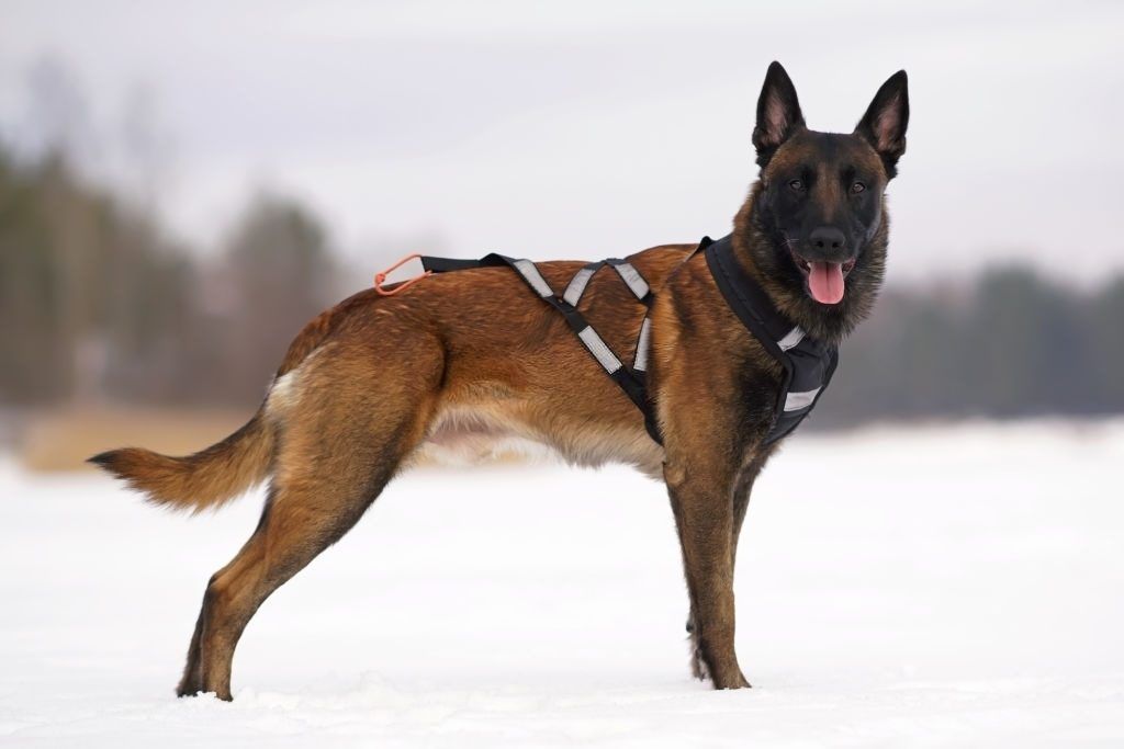 Ciri-ciri Anjing Belgian Malinois