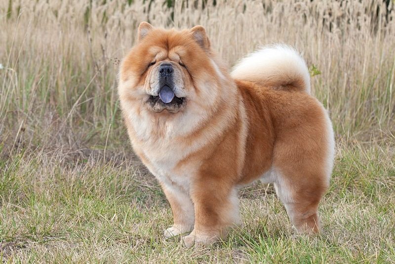 Ciri-ciri Anjing Chow Chow