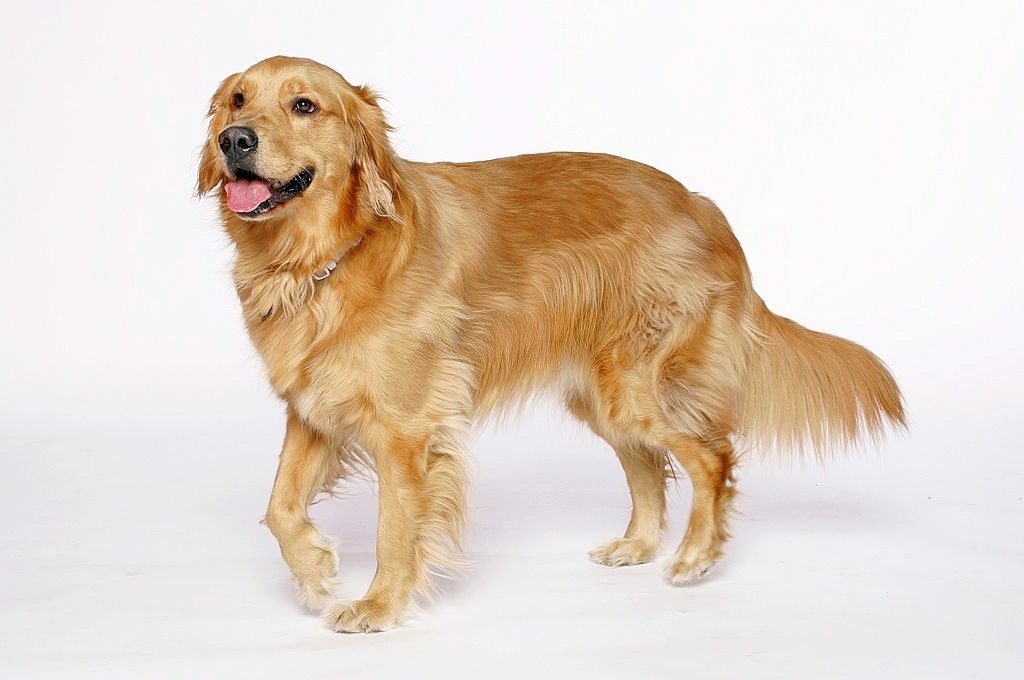 Ciri-ciri Anjing Golden Retriever