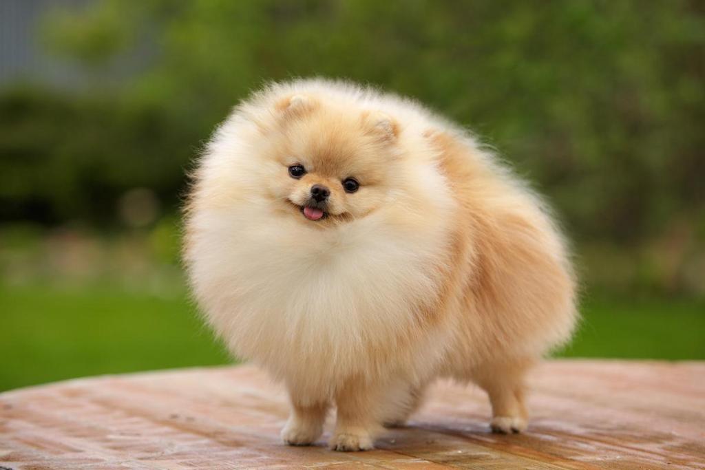 Informasi Ras Anjing Mini Pom » AnjingPedia