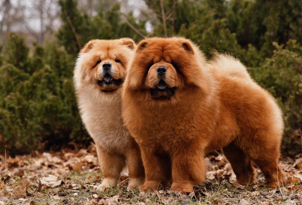 Informasi Ras Anjing Chow Chow