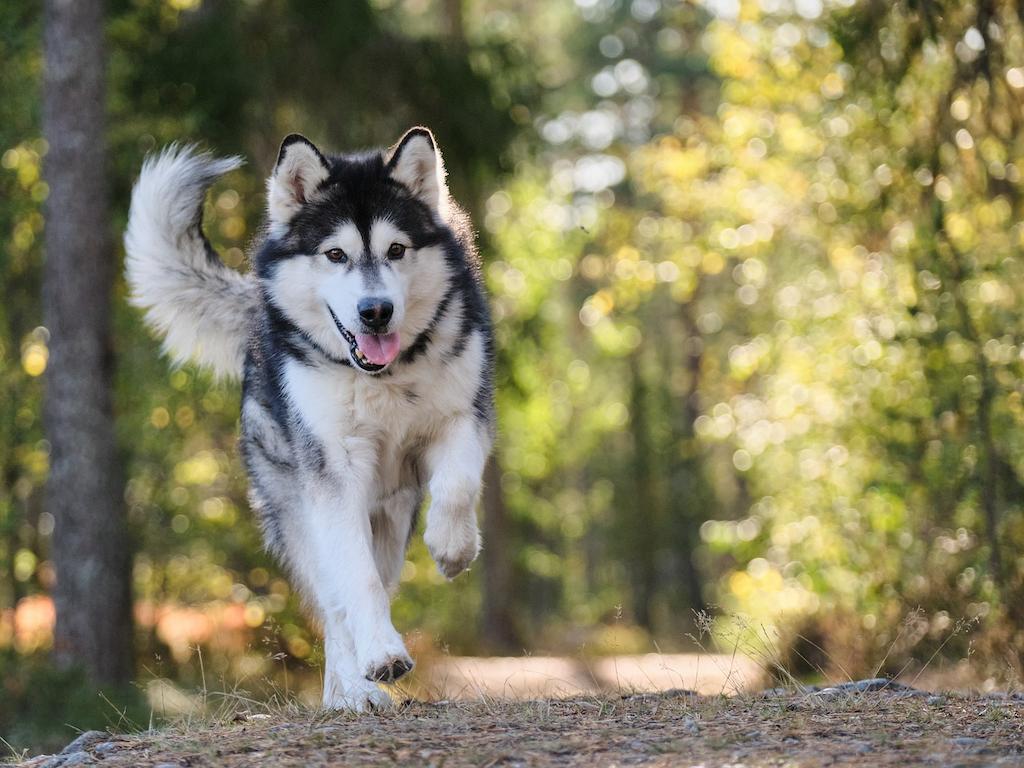 Anjing Alaskan Malamute