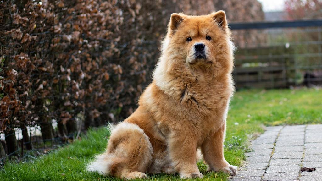 Anjing Chow Chow
