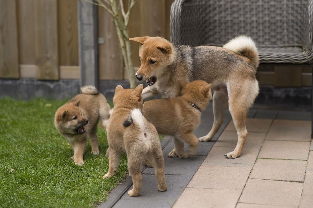 Anjing Shiba Inu