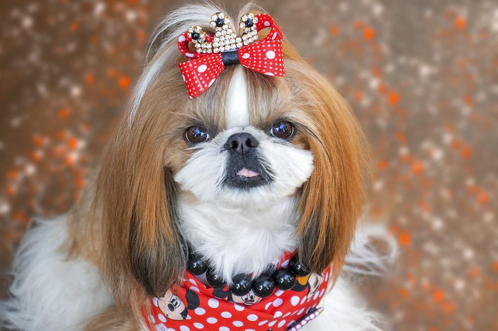 Anjing Shih Tzu