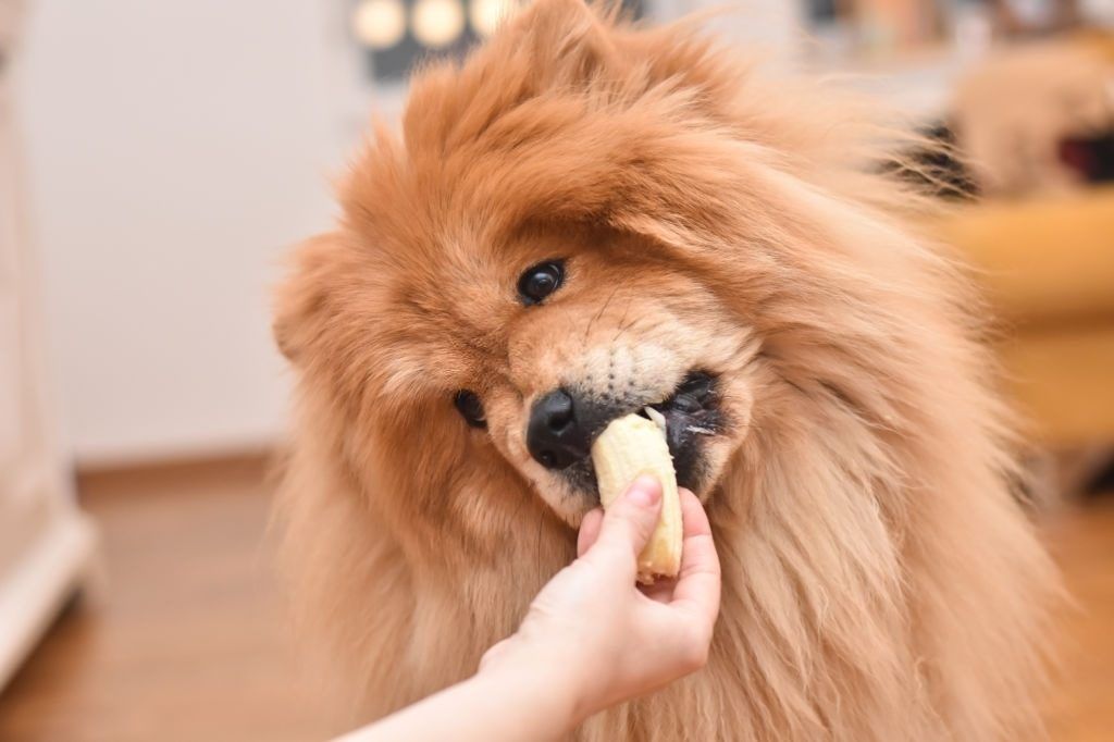 Makanan Anjing Chow Chow