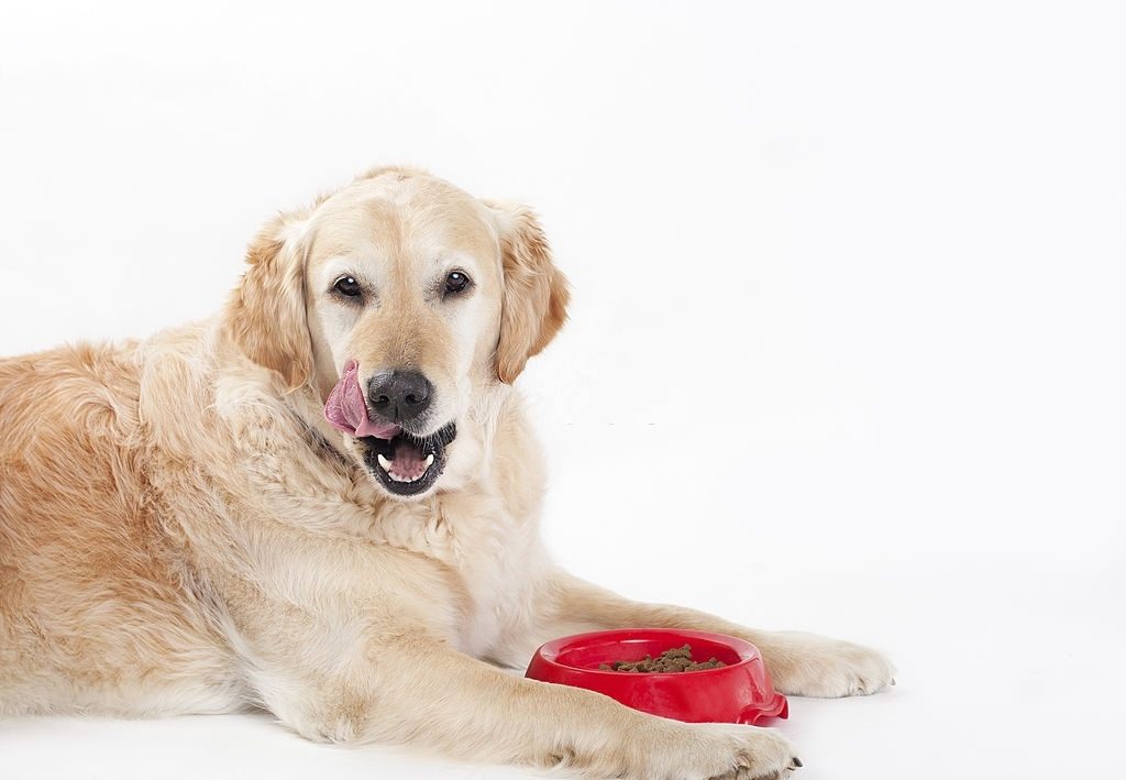 Makanan Anjing Golden Retriever