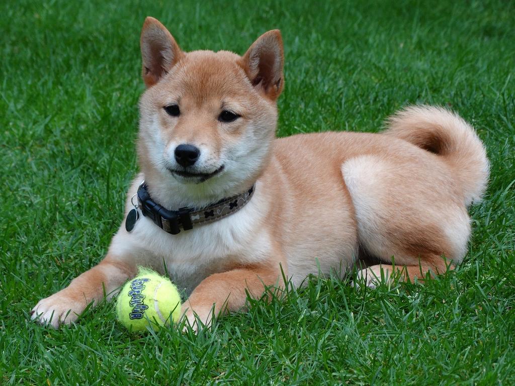 Anjing Shiba Inu