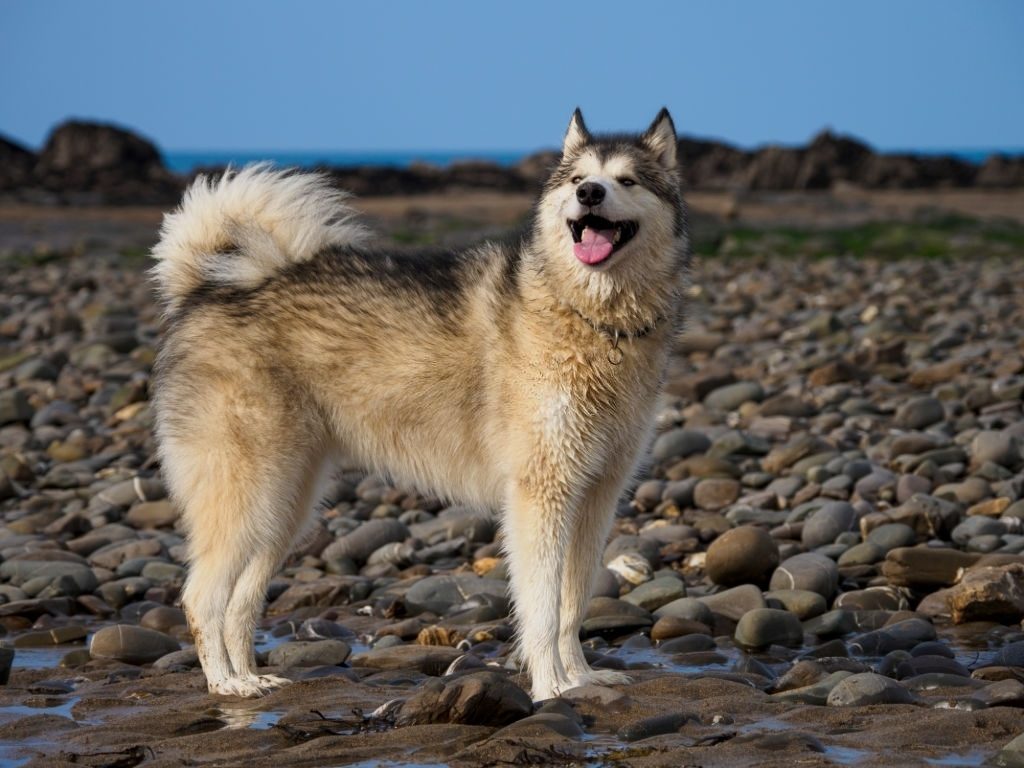 Sifat Anjing Alaskan Malamute