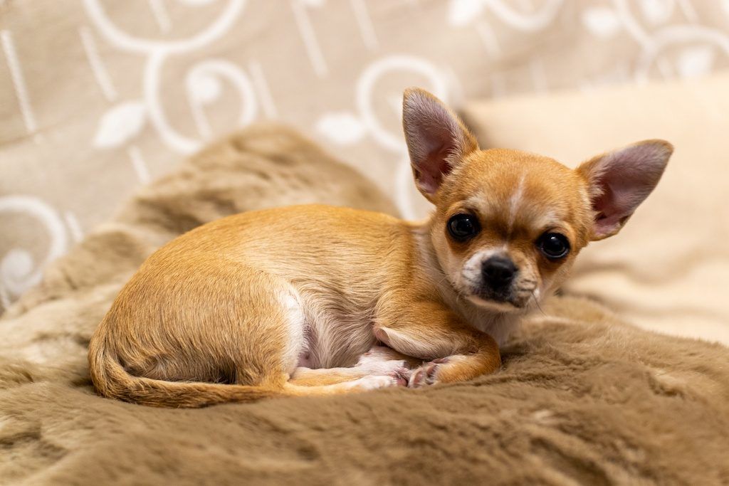Sifat Anjing Chihuahua