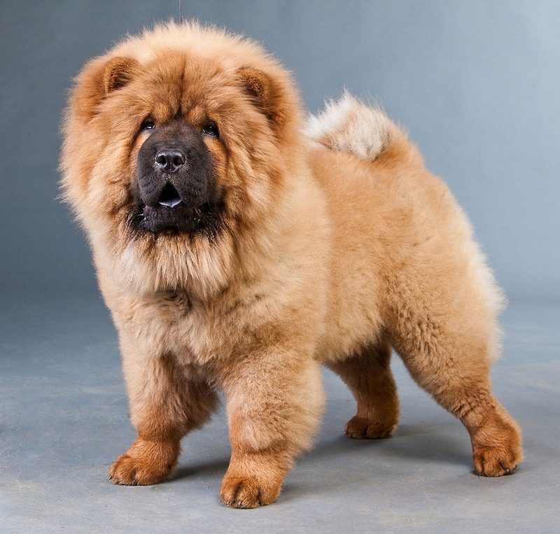 Sifat Anjing Chow Chow